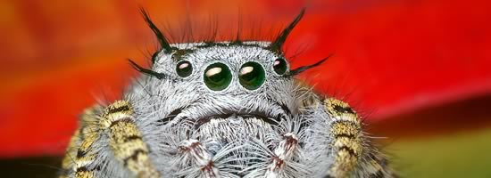 a bug closeup