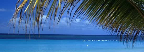 Beautiful blue ocean and a palm tree